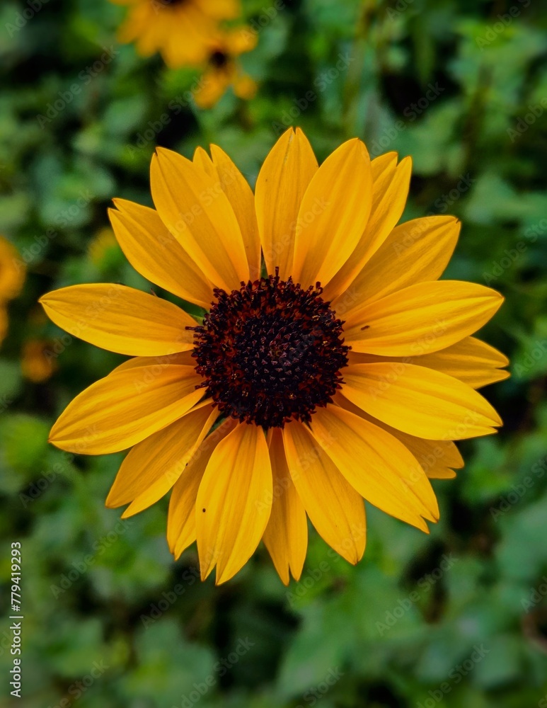 Obraz premium flower