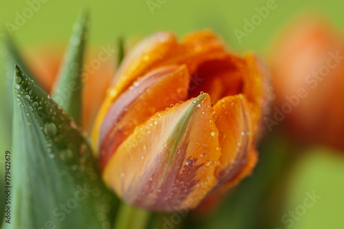 Detailed view of orange tulip with small water droplets on its petals, showcasing beauty of nature