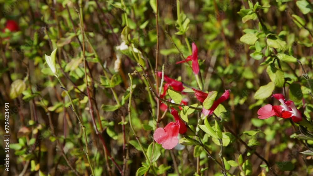 Close, panning shot of red and white perennial flowers and green foliage on a bright afternoon. Close, panning shot of red and white perennial flowers and green foliage on a bright afternoon.
