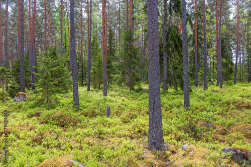Fototapeta Naklejka Na Ścianę i Meble -  Pine woodland with green blueberry bushes on the forest floor