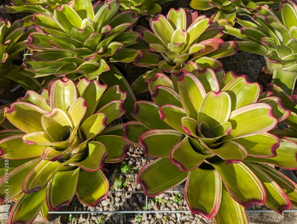 Fototapeta premium Light green with pink spots of neoregelia bromeliad rosette