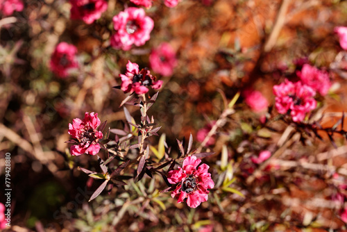 Red flowers of  prickly tea tee