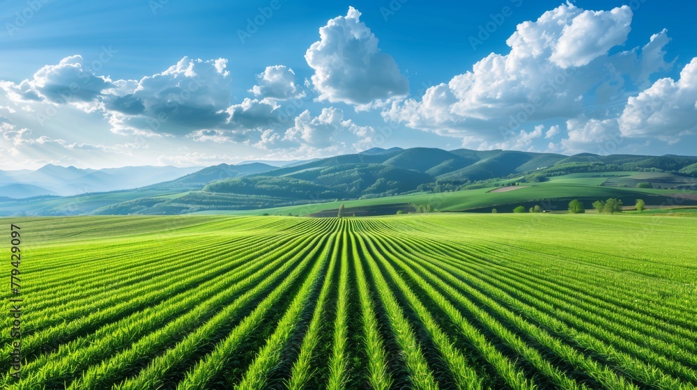 Beautiful landscape of agrofield on background of blue sky. Smooth stripes on field in mountains. Field of green wheat
