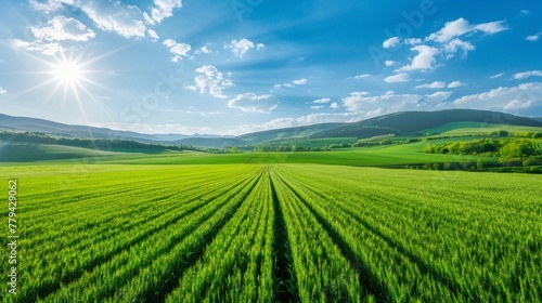 Beautiful landscape of agrofield on background of blue sky. Smooth stripes on field in mountains. Field of green wheat photo