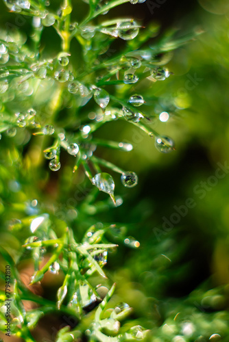 The early sun illuminates the dew drops on the green dill. background. blurred