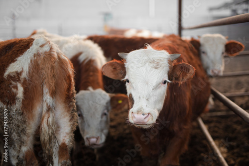 Fotografie Cattle raised on a farm