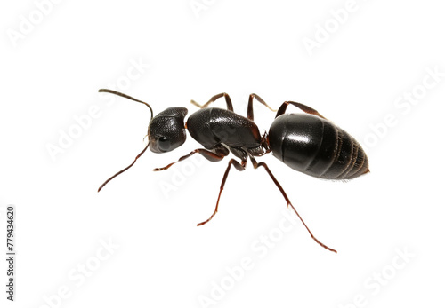 Carpenter ant Camponotus sp. queen isolated on transparent background
