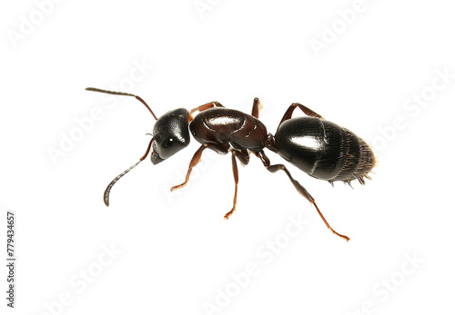 Carpenter ant Camponotus sp. queen isolated on transparent background © Highly Creator