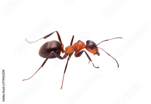 Red ants on transparent background © Highly Creator