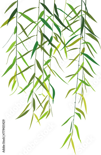 willow
