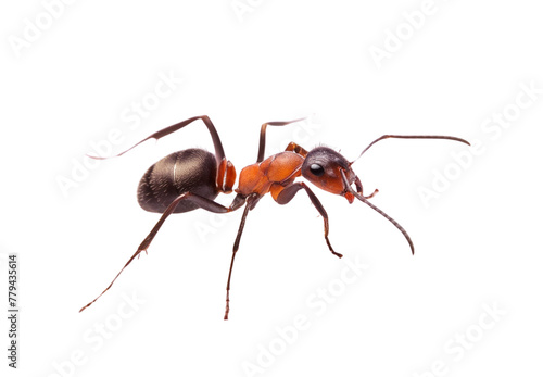 Red ants on transparent background