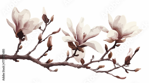 Magnolia branch freehand style painting flat vector