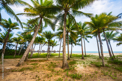 Beautiful view of coconut grove at Gaolong Bay beach in Wenchang, Hainan, China