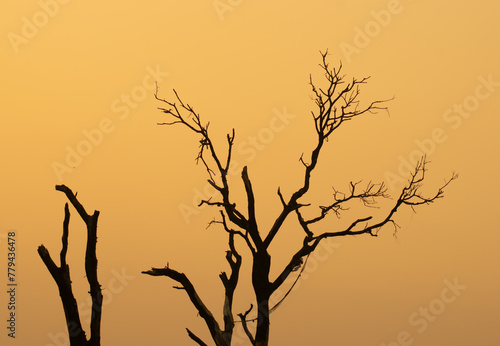 Fototapeta Naklejka Na Ścianę i Meble -  silhouette of a tree