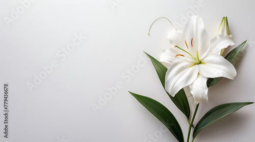 Funeral Lily On White Background with copy space  generative Ai