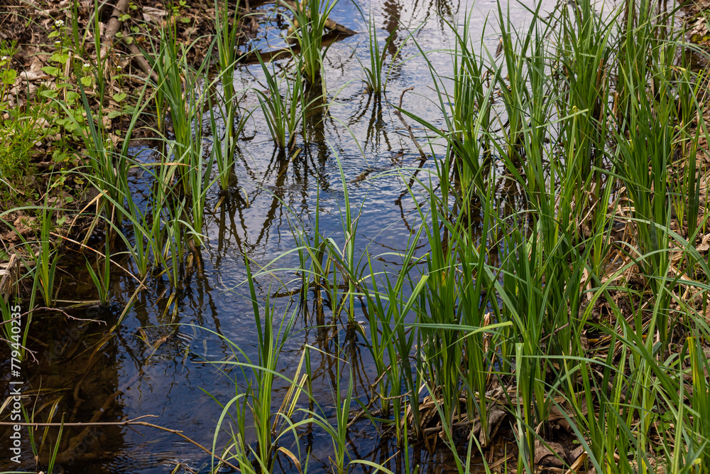 Water plants corn dog grass beside the river. Typha latifolia is also known as reed flower bulrush Water plants corn dog grass beside the river. Typha latifolia is also known as reed flower bulrush