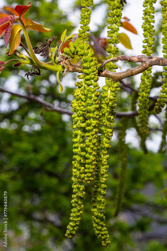 Walnut twig in spring, Walnut tree leaves and catkins close up. Walnut tree blooms, young leaves of the tree in the spring season, nature outdoors Walnut twig in spring, Walnut tree leaves and catkins close up. Walnut tree blooms, young leaves of the tree in the spring season, nature outdoors