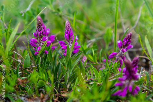 Polygala vulgaris, known as the common milkwort, is a herbaceous perennial plant of the family Polygalaceae. Polygala vulgaris subsp. oxyptera, Polygalaceae. Wild plant shot in summer photo