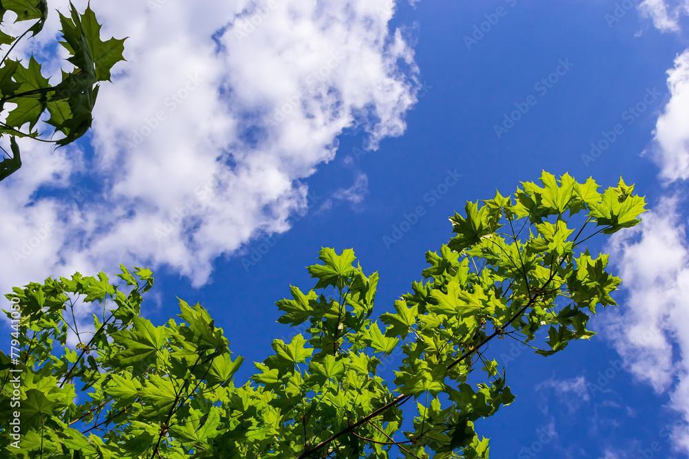 Fototapeta premium Green fresh maple leaves in macro with a blue sky. Summer sunny day, background image, spring concept