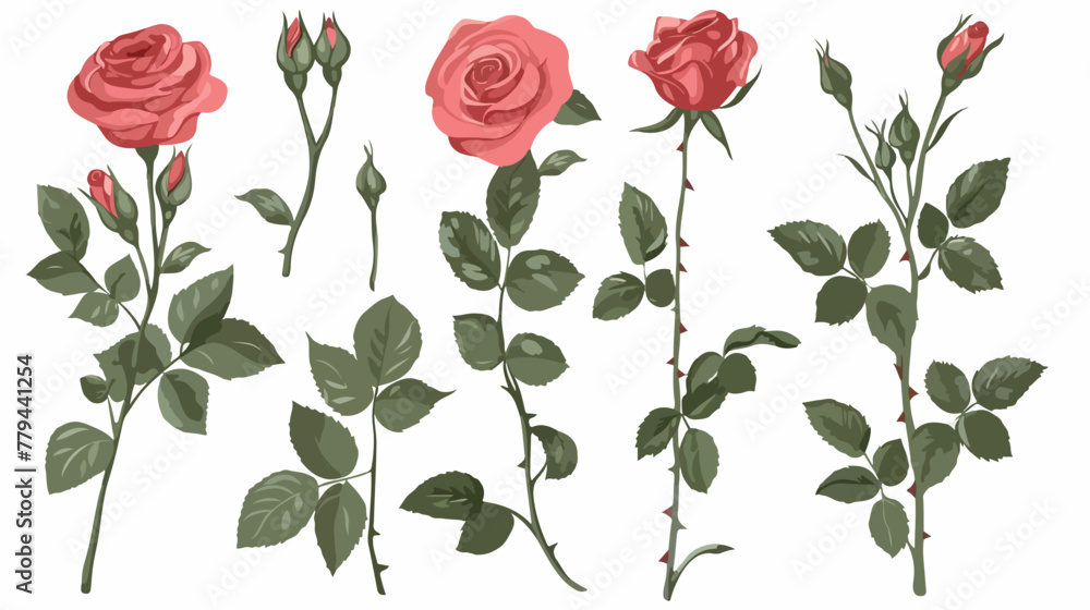 Rose flowers and leaves on white background flat vector