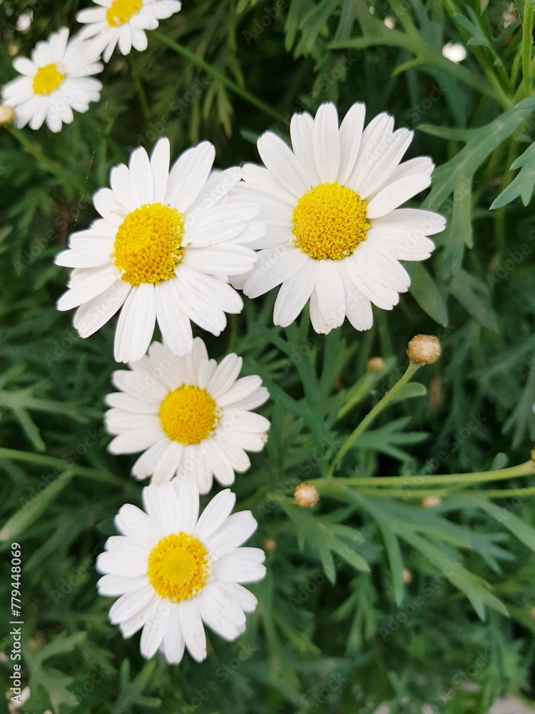 Obraz premium White daisies in the garden. Shallow depth of field.