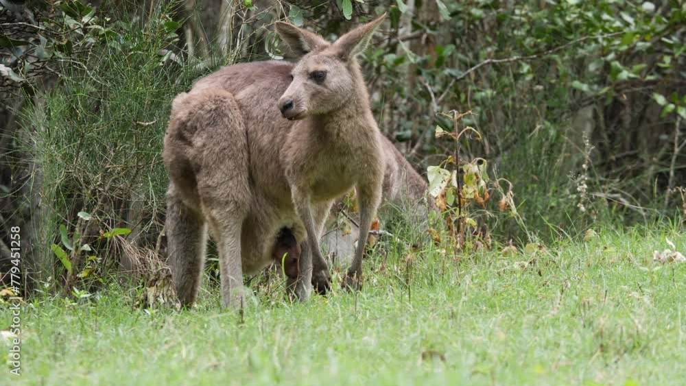A newly born Joey Kangaroo sheltered in its mother's pouch while she feeds on grass. Natural wildlife behaviour A newly born Joey Kangaroo sheltered in its mother's pouch while she feeds on grass. Natural wildlife behaviour
