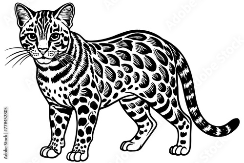 ocelot silhouette vector illustration