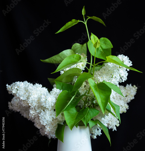 Fresh blossomed white lilac with green leaves, in a white vase. Black background
