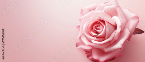 A pink rose is the main focus of the image