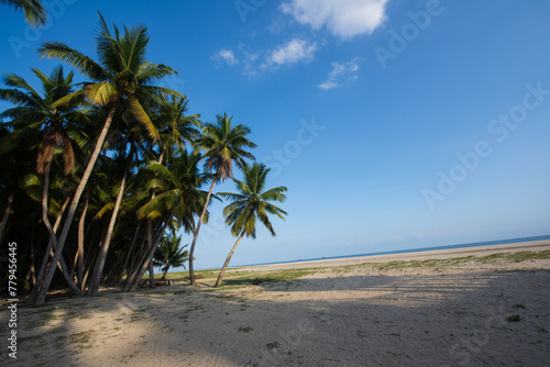 Scenery of coconut grove in the eastern suburbs of Wenchang, Hainan, China Sea, at sunset in the evening
