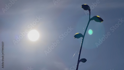 Wallpaper Mural Spring blossoming buds on a tree branch. Torontodigital.ca