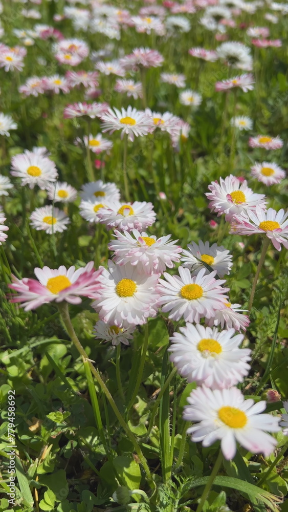 Pretty daisy flowers blooming in the meadow. Vertical video for the smartphone.