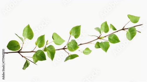 branch with leaves