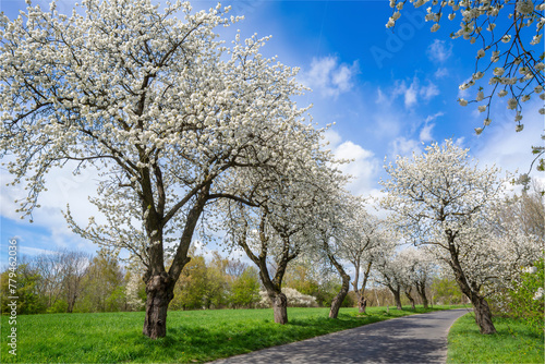 Spring landscape with blooming cherry trees on the roadside and a road in the foreground