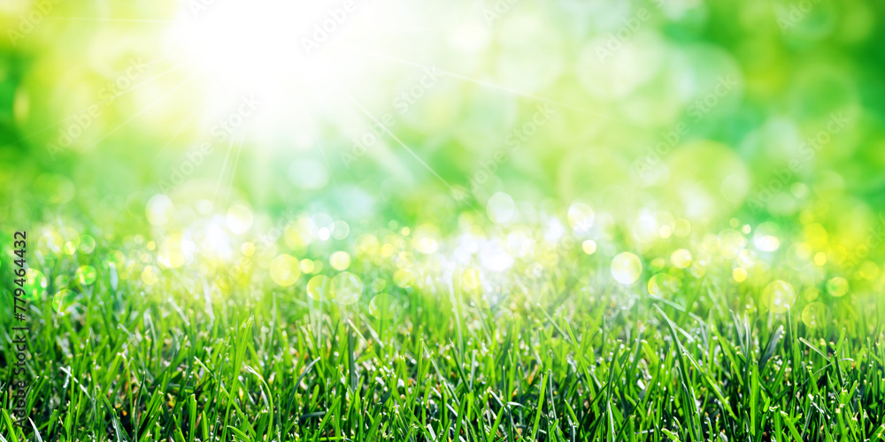 Sunny green foliage bokeh background