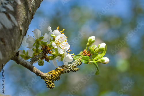 Blüten und wachsen im Frühling an einem Schlehenbaum / Schlehdorn (lat.: Prunus spinosa), Blühender Obstbaum