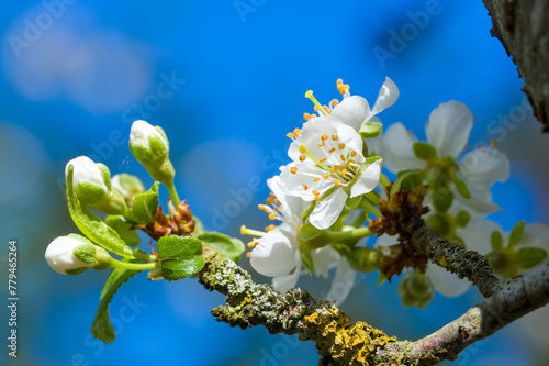 Knospen und Blüten an einem Schlehenbaum / Schlehdorn (lat.: Prunus spinosa) im Frühling, Blühender Obstbaum, dahinter blauer Himmel