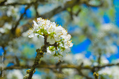 Blüten an einem Schlehenbaum / Schlehdorn (lat.: Prunus spinosa) im Frühling, Blühender Obstbaum