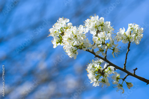 Blüten an einem Schlehenbaum vor blauem Himmel / Schlehdorn (lat.: Prunus spinosa) im Frühling, Blühender Obstbaum