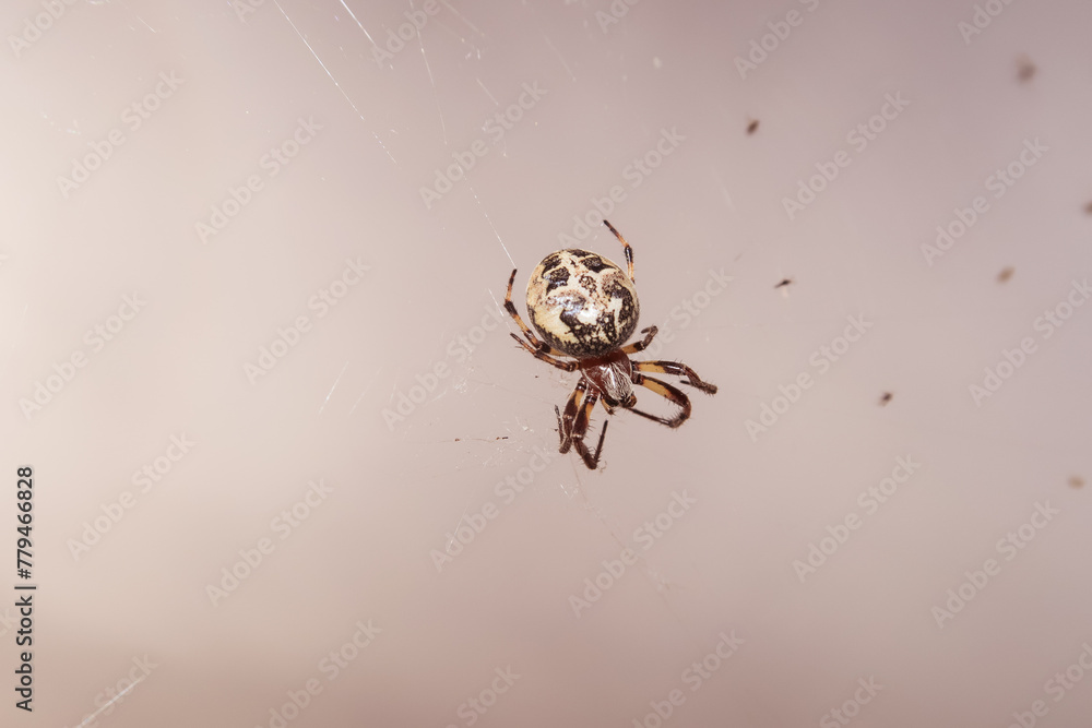 Larinioides cornutus spider hanging web vision close up