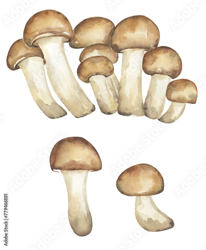 Armillaria mellea mushrooms illustration set, honey fungus clipart. Hand drawn watercolor mushroom isolated.