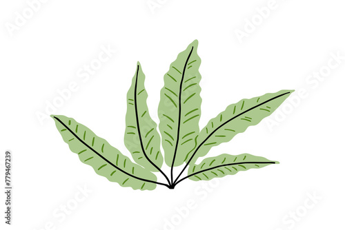 Hand drawn tropical plant with exotic leaves. Jungle, exotic plants. Vector illustration in flat style.