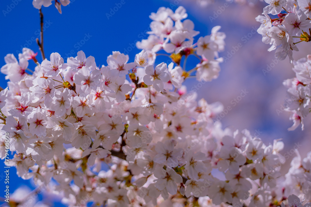 Pear blossom. Cherry tree blossom. White and pink plum tree blossoms in early spring, nature flowers background. Spring branch covered with white flowers. Blooming branch for spring design background. Pear blossom. Cherry tree blossom. White and pink plum tree blossoms in early spring, nature flowers background. Spring branch covered with white flowers. Blooming branch for spring design background.