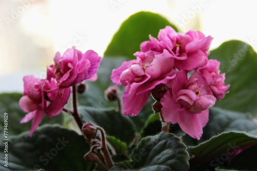 Saintpaulia plant with pink flowers