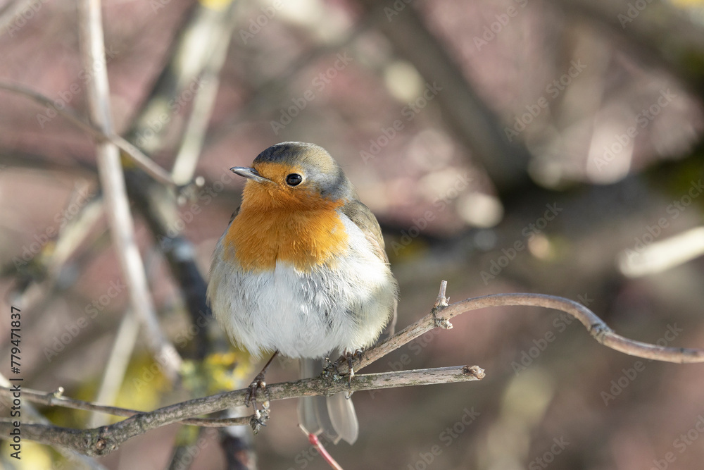 Robin bird sits on a tree branch close up Robin bird sits on a tree branch close up