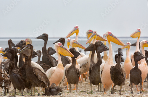 Pink pelicans with chicks on the shore of Lake Manich-Gudilo in Kalmykia, Russia