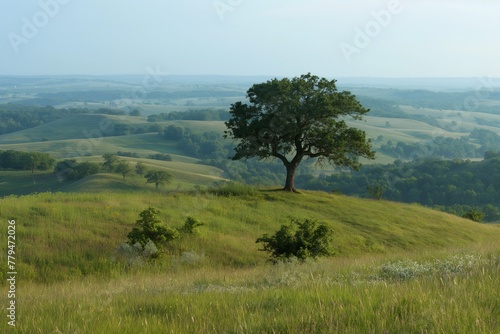 Lush green hills under a hazy sky with a prominent lone tree standing on a hilltop  embodying tranquility and natural beauty in a rural setting.