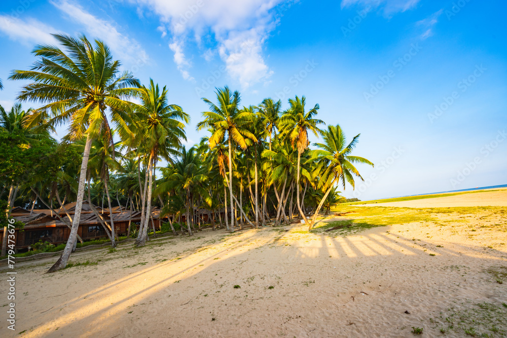 Scenery of coconut grove in the eastern suburbs of Wenchang, Hainan, China Sea, at sunset in the evening Scenery of coconut grove in the eastern suburbs of Wenchang, Hainan, China Sea, at sunset in the evening
