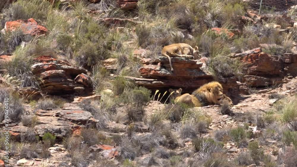 Group of lions, a pride of lions resting over stone in South Africa conservation park Group of lions, a pride of lions resting over stone in South Africa conservation park
