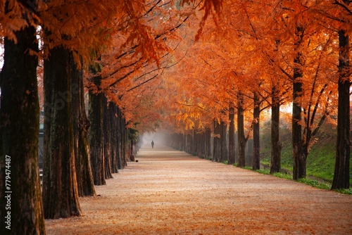 autumn alley in the park